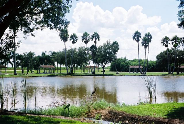 Blue Heron in park