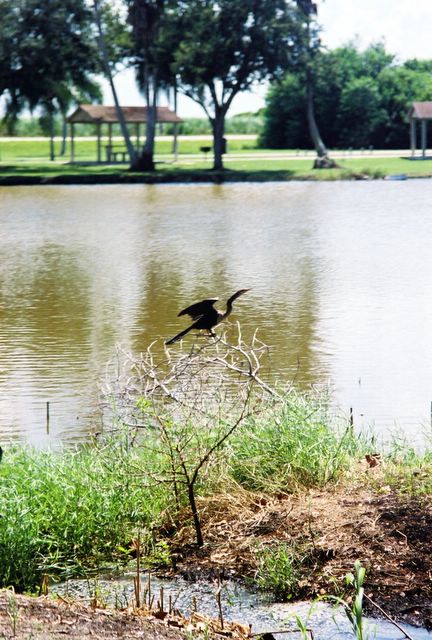 Heron flapping wings