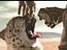 Mountain Dew 2000 Cheetah (5080 KB)